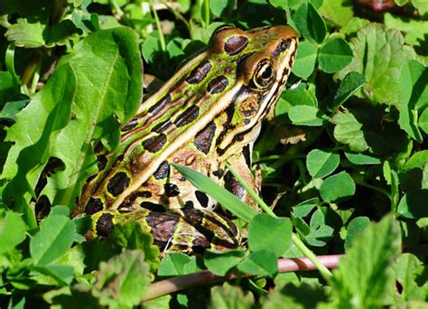 Image result for Alien Michigan Frog