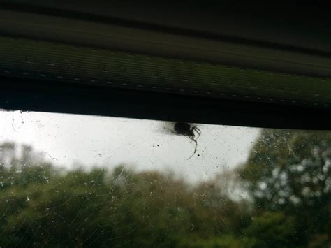 Do Spiders Hibernate