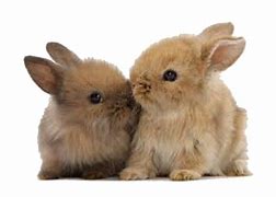 Image result for bunnies hugging cats
