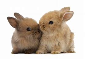 Image result for Brown and White Bunnies Hugging
