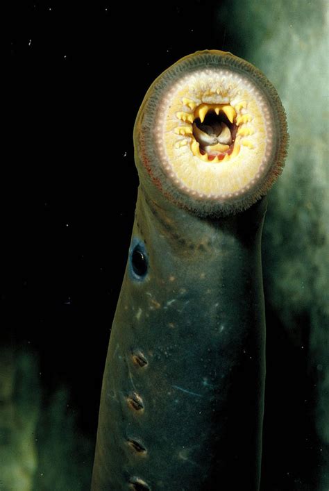 七鳃鳗目·七鳃鳗科：海七鳃鳗（口）