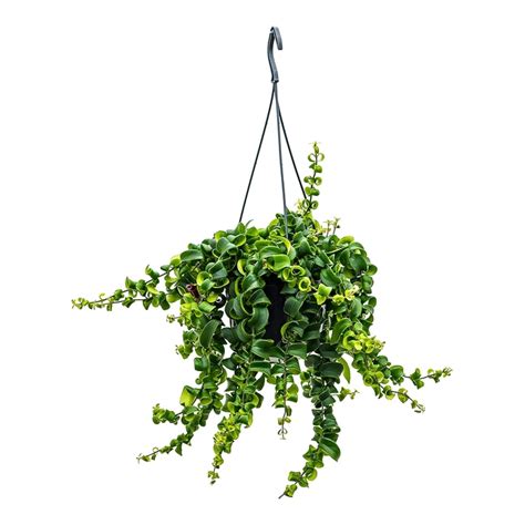 Aeschynanthus Rasta - Lipstick Plant - Online Plants Cart