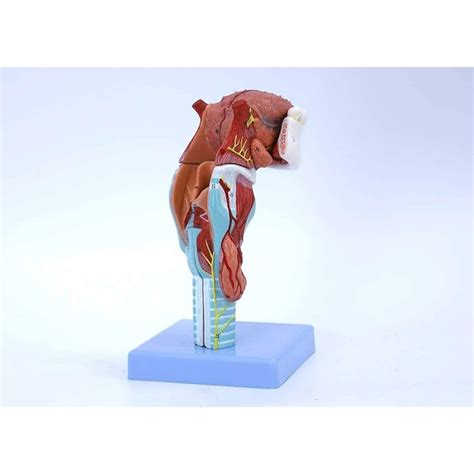 Buy Wellden Medical Anatomical Larynx Model with Tongue and Lower Jaw ...
