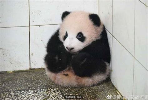 呆萌！熊猫宝宝妨碍阿姨打扫被抱到角落 真的乖乖一动不动～ – 澳洲生活网