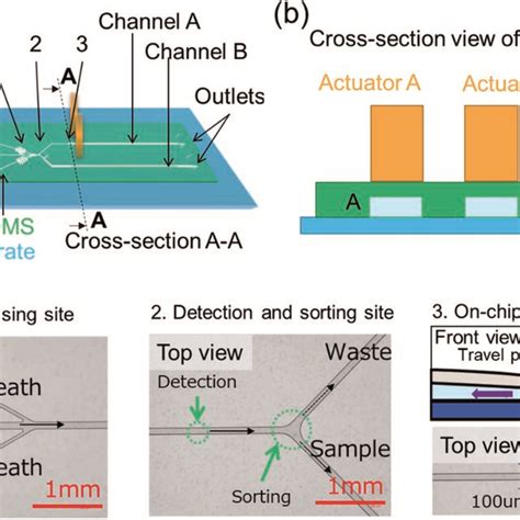 Image result for Cell Sorting Microfluidic Chip
