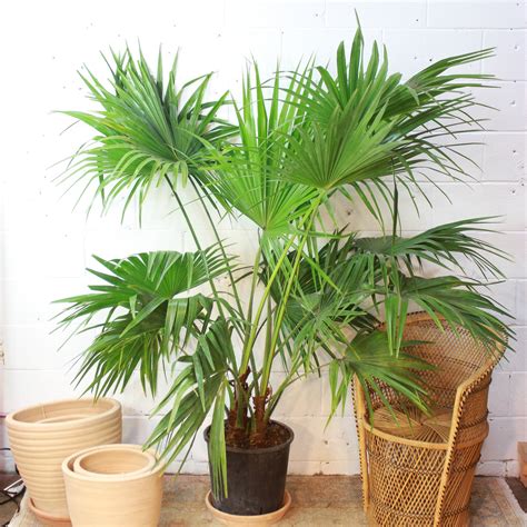 Chinese Fan Palm: Livistona chinensis - 12 inch pot - 4 foot tall ...