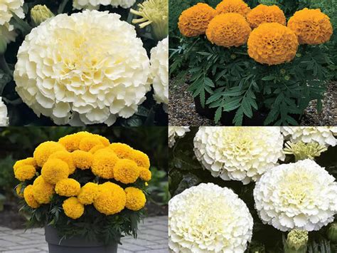 BlimBurn 150+ SEEDS- Marigold African & Marigold F2 White Flower Seeds ...