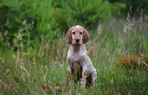 Goa English Setter Hündin Welpe in linsburg | Sonstiges | Kleinanzeigen