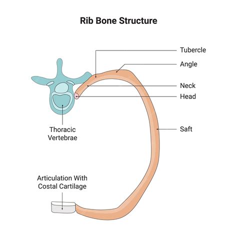 Premium Vector | Rib Bone Structure Tubercle Angle Neck Head Saft ...