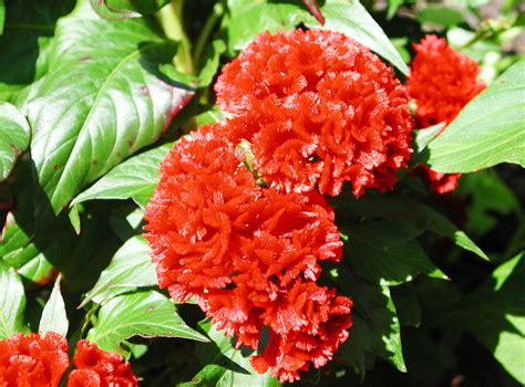 Red Cocks Comb Flowers | Nature Photo Gallery