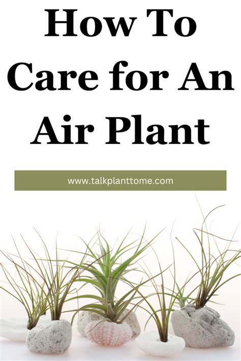 Air Plant Care 101 的图像结果