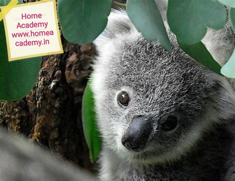 Koalas listed as endangered species in Australia- Environment