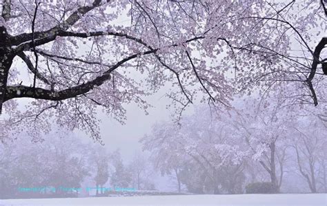东日本多地出现降雪，恰逢樱花未落，雪樱花竟然这么美！_金泽
