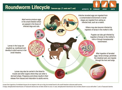 Toxascaris Leonina Life Cycle