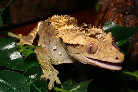 Image result for Extinct Animals Revival