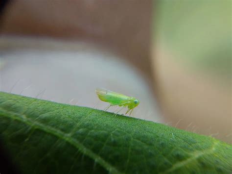 Alarming Leafhopper Population in North Indian Cotton