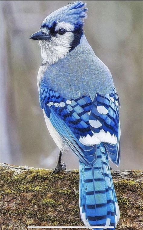 Pin by Mary E Taylor on Birds | Birds photography nature, Pet birds ...