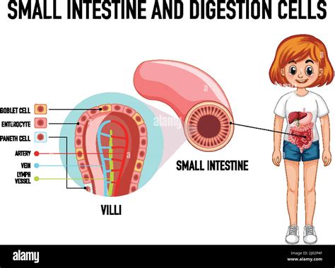 Image result for Digestive System Cells