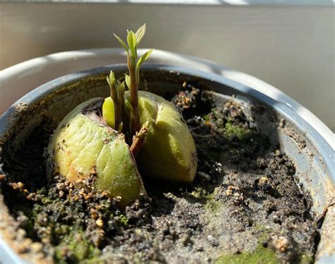 How Long To Sprout An Avocado Seed | Storables