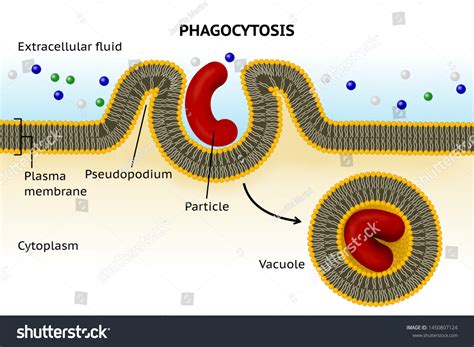 Phagocytosis Cell Membrane 4+ Hundred Endocytosis Royalty Free Images,