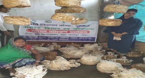 Promotion of scientific mushroom cultivation_Bihar | Department of ...