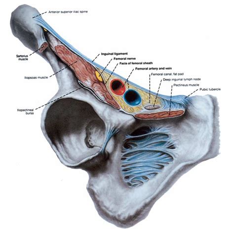 Femoral Canal and | Medical anatomy, Anatomy bones, Human anatomy and physiology