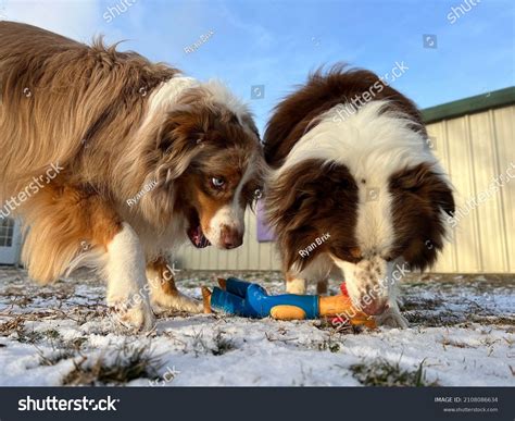 55 Resource Guarding Dog Images, Stock Photos, 3D objects, & Vectors ...