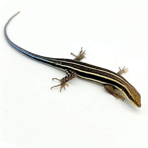 What Do Blue Tailed Skink S Eat at Matthew Driscoll blog