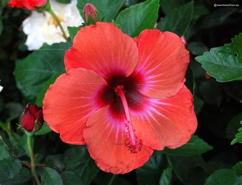 What Colors Are Hibiscus Flowers at Mackenzie Balfour blog