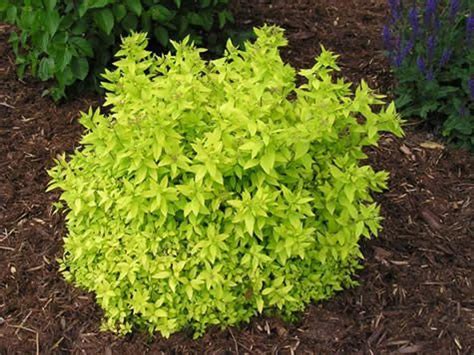 Gold Mound Spirea Shrub - Is Spirea Deer Resistant? Best Varieties for ...