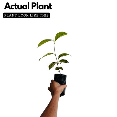 Wild Jackfruit / Anjili Chakka (Artocarpus Hirsutus) (Seedling) Fruit ...