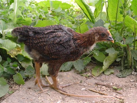 partridge-plymouth-rock | BackYard Chickens - Learn How to Raise Chickens