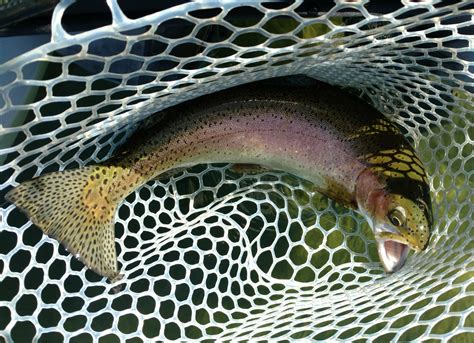 Toad Face 的图像结果