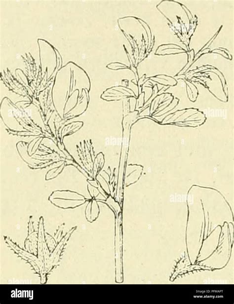 This Dutch text from 'De flora van Nederland' describes the ...