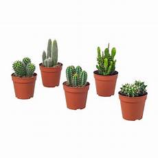 vasi per cactus cactaceae pianta da vaso ikea vasi per cactus cactaceae pianta da vaso ikea