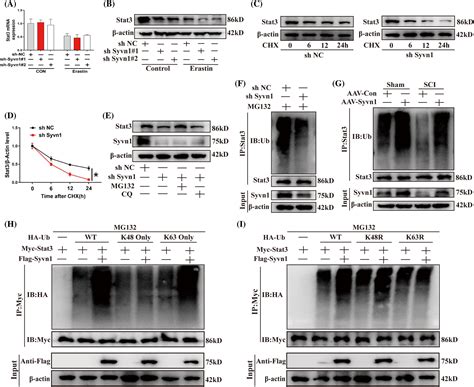 Cell Proliferation | Cell Biology Journal | Wiley Online Library