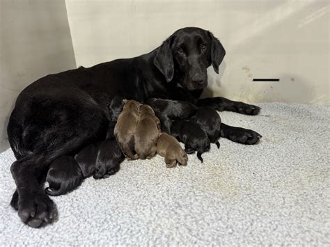 Girl 1 - Labrador Retriever Puppy for Sale in Potosi, WI | Lancaster ...