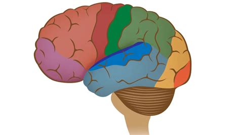 Image result for Neocortex Disorders