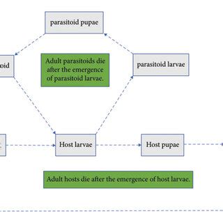 Host and parasitoid life cycle. | Download Scientific Diagram