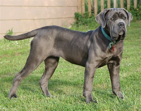 10 Gentle Giant Dog Breeds for Loving Families