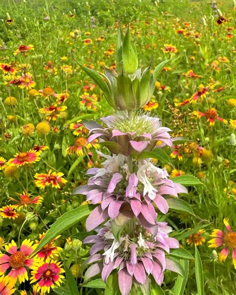 Plant FAQs: Monarda Citriodora - Lemon Bee Balm