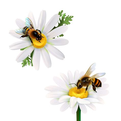 Realistic bee on a flower set 1395345 Vector Art at Vecteezy