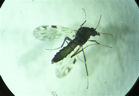 Biting Midges’ Overwintering Activity Offers Clues to Persistence of ...