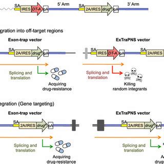 Image result for Negative Selection