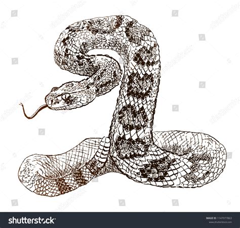 Western Diamondback Rattlesnake Drawing