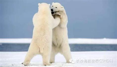 11 个北极熊冷知识，原来你是这样的花心熊_生活