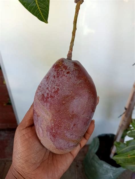 Image result for Dwarf Mango Tree