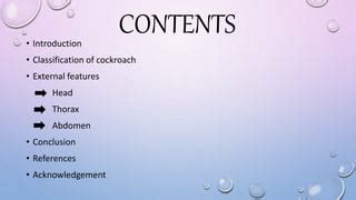 Image result for External Structure of Cockroach