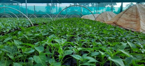 Horticulture :: Vegetables::Tomato