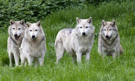 Eurasian Wolf Animal Facts - Canis lupus lupus - A-Z Animals